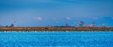 flamingo's vliegend over- een klein blauw meer vol van zwanen foto