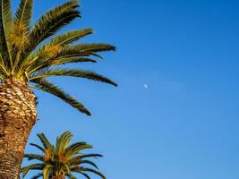 blauw lucht, palm bomen en klein maan schijnend in de lucht foto