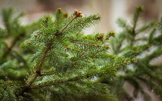 vers groen net boom takken en naalden - detailopname schot foto