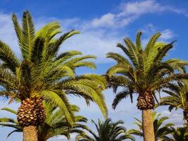 palm bomen en koel blauw luchten foto