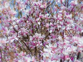 helder mooi Japans magnolia boom in vol bloeien - mooi roze bloemen foto