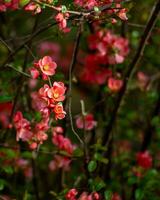 roze en rood klein bloemen foto