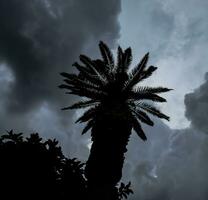 silhouet van een groot palm boom met tropisch storm wolken dreigend over- foto