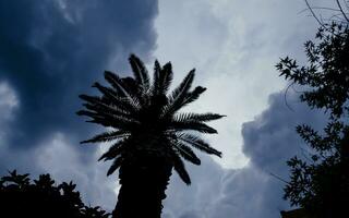 storm wolken over- de palm boom foto