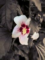 mooi Chinese hibiscus bloem omringd klimop bladeren foto