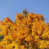 rijk geel boom luifel in herfst, Doorzichtig blauw lucht achtergrond foto