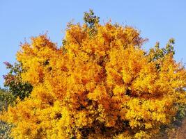 groot geel boom in vroeg herfst foto