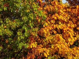 twee eik bomen in herfst, een met groen en een geel - oranje gebladerte foto