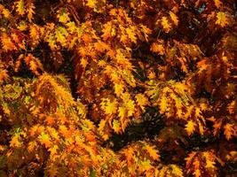 oranje eik bladeren in herfst - warm kleuren van vallen foto