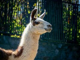 lama met wit vacht met bruin patches foto