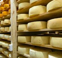 ronde kaas hoofden in de kaas fabriek liggen Aan de schappen van de rekken in de opslagruimte voor rijping. productie van natuurlijk kaas, voedsel magazijn foto