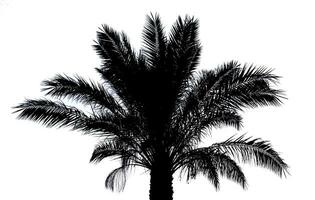 palmboom silhouet foto