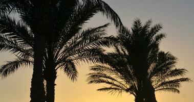 palm bomen contouren foto