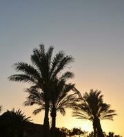 palm bomen contouren en toevlucht huizen foto