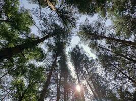 groen Woud achtergrond. natuur en zon balken foto