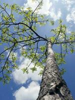 zomer boom in de zon stralen foto