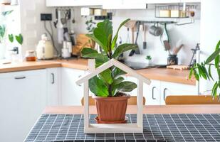 ficus lirata in een pot in de interieur van de huis in de keuken, verlichte door slinger lampen en miniatuur van huis project met sleutels. ingemaakt fabriek in groen huis, echt landgoed verhuur, verzekering foto