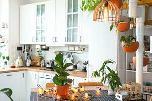 ficus lirata in een pot in de interieur van de huis in de keuken, verlichte door slinger lampen. ingemaakt fabriek in een groen huis foto