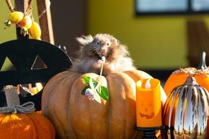 een grappig ruig pluizig hamster zit Aan een pompoen en kauwt een blad in een halloween decor tussen slingers, lantaarns, kaarsen. oogst festival foto