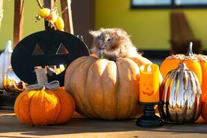 een grappig ruig pluizig hamster zit Aan een pompoen en kauwt een blad in een halloween decor tussen slingers, lantaarns, kaarsen. oogst festival foto