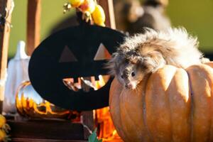 een grappig ruig pluizig hamster zit Aan een pompoen en kauwt een blad in een halloween decor tussen slingers, lantaarns, kaarsen. oogst festival foto