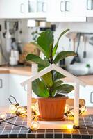 ficus lirata in een pot in de interieur van de huis in de keuken, verlichte door slinger lampen en miniatuur van huis project met sleutels. ingemaakt fabriek in groen huis, echt landgoed verhuur, verzekering foto