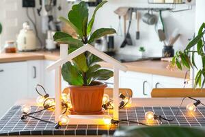 ficus lirata in een pot in de interieur van de huis in de keuken, verlichte door slinger lampen. ingemaakt fabriek in een groen huis foto