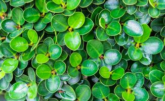 ficusannulata blume groen blad foto