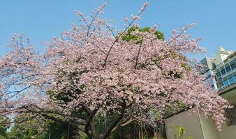 roze wit sakura kers bloesem en lucht foto