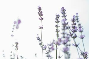 lavendel bloemen met selectief focus tegen de lucht. bloemen achtergrond voor kopiëren ruimte foto