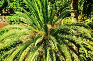 een palm boom in de midden- van een weelderig groen Oppervlakte foto