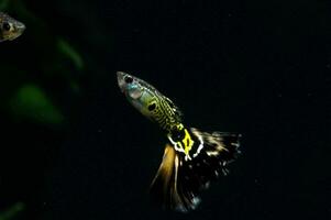 twee guppy's zwemmen in een aquarium met planten foto