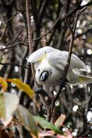 een wit vogel is neergestreken Aan een boom Afdeling foto