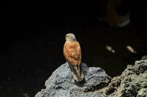 een vogel zittend Aan top van een rots foto