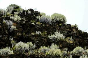 een berg met veel planten groeit Aan het foto