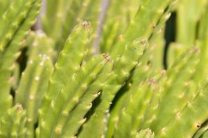 een dichtbij omhoog van een cactus fabriek foto