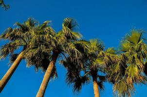 palmbomen tegen een blauwe hemel foto