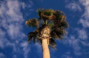 een palm boom tegen een blauw lucht foto