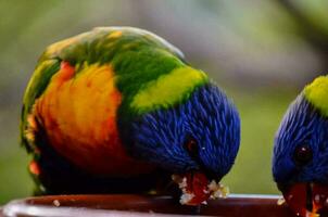 twee kleurrijk vogelstand aan het eten van een kom foto