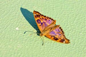een vlinder met Purper en blauw markeringen Aan haar Vleugels foto