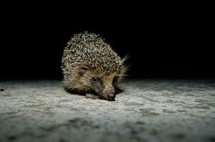 een egel wandelen Aan de grond Bij nacht foto