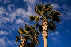 palmbomen tegen een blauwe hemel foto