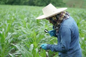 Aziatisch Mens boer houden vergroten glas naar inspecteren fabriek ziekte, insecten Aan bladeren van maïs planten Bij tuin. concept, aan het doen agricutural studie, Onderzoek. nemen zorg van gewassen voor de het beste productie foto