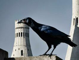 een zwart vogel Aan een muur. ai gegenereerd foto