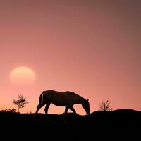 paard silhouet in de platteland en mooi zonsondergang achtergrond foto