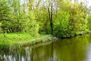 mooi gras moeras riet groeit Aan kust reservoir in platteland foto