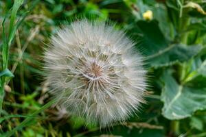 mooi wild groeit bloem zaad paardebloem Aan achtergrond weide foto