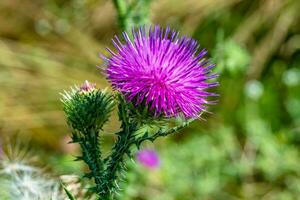 mooi groeit bloem wortel klit distel Aan achtergrond weide foto