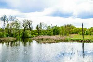 mooi gras moeras riet groeit Aan kust reservoir in platteland foto