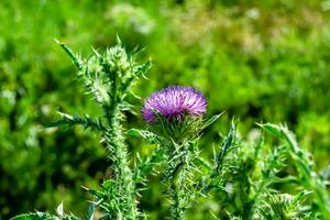 mooi groeit bloem wortel klit distel Aan achtergrond weide foto